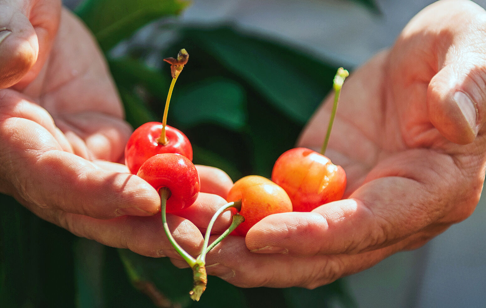 Cherries in hand